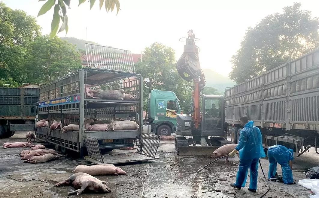 Tuyên Quang: Phát hiện, tiêu huỷ 7,2 tấn lợn nhiễm dịch tả lợn châu Phi