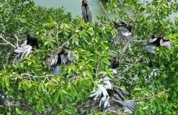 Đồng Nai: Xuất hiện đàn chim cổ rắn quý hiếm làm tổ tại Biên Hoà