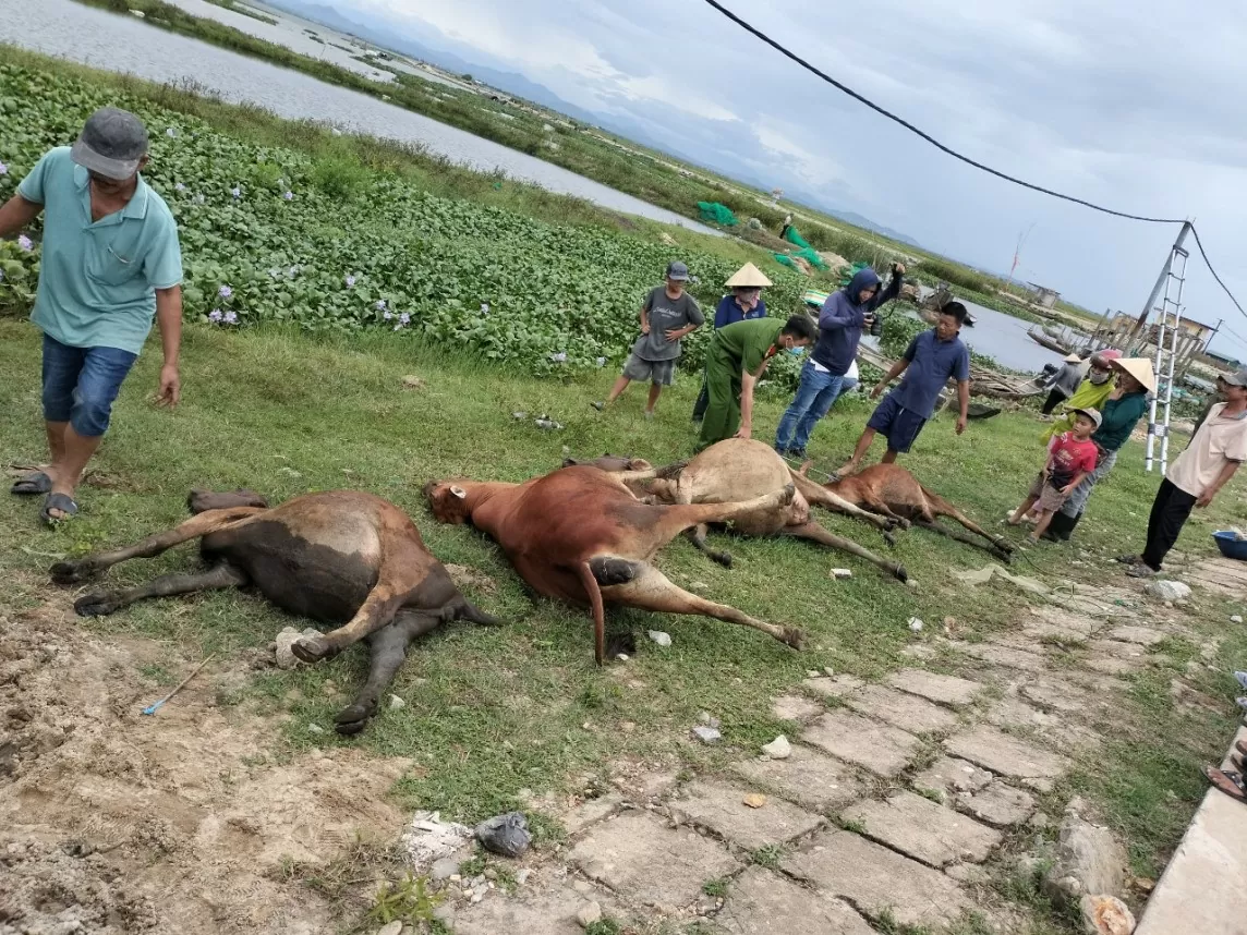 Thừa Thiên Huế: Một công ty bồi thường gần 60 triệu đồng vì để điện giật chết 4 con bò