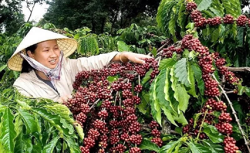 Giá cà phê hôm nay 24/7/2024: Tiếp đà tăng mạnh trở lại sắp chạm mốc 130.000 đồng/kg