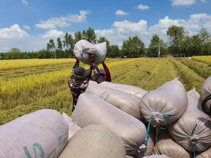 Xuất khẩu gạo Việt có thêm cơ hội khởi sắc vào cuối năm