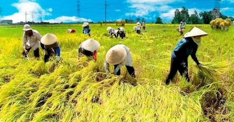 Giá lúa gạo hôm nay ngày 25/7: Giá lúa tăng, giảm trái chiều từ 100 -200 đồng/kg; thị trường giao dịch chậm