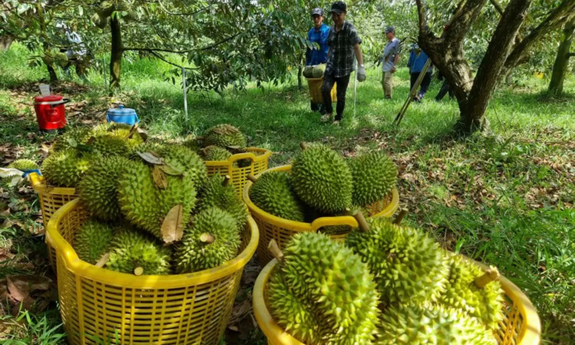 Làm gì để nông sản xuất khẩu không bị phạt ‘thẻ đỏ”?