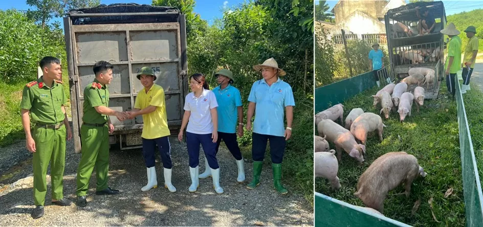 Thanh Hóa: Bắt Phó quản lý trại lợn cùng nhiều đối tượng trong đường dây trộm lợn giống