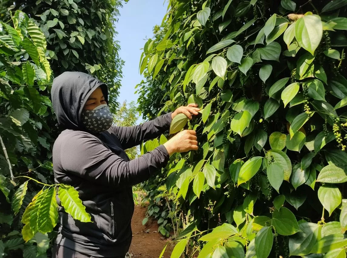 EU siết quy định an toàn thực phẩm với nông sản, giải pháp nào tránh 