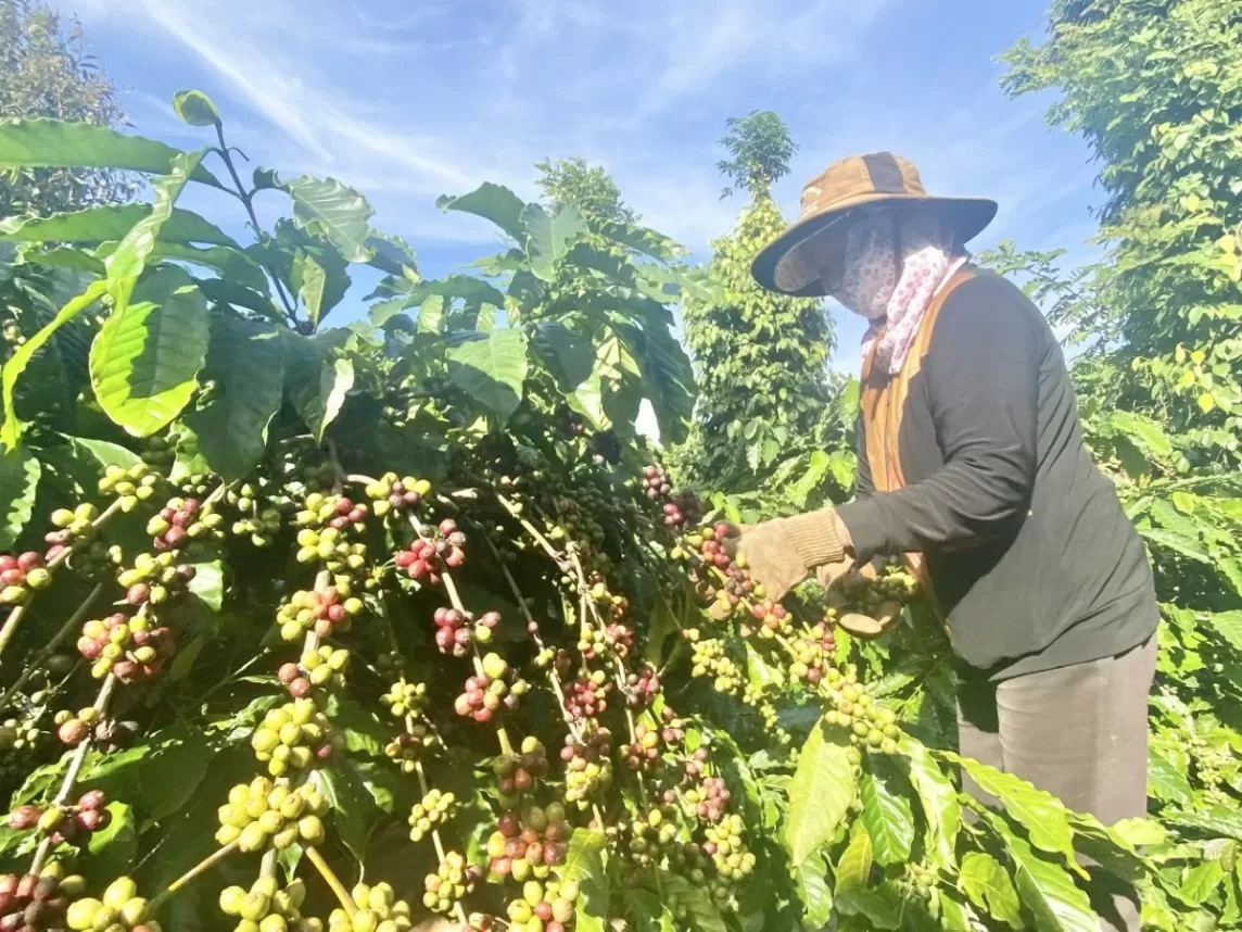 Dự báo giá cà phê 18/8/2024: Trong nước đà tăng vẫn diễn ra, Robusta tiếp tục tăng sốc?