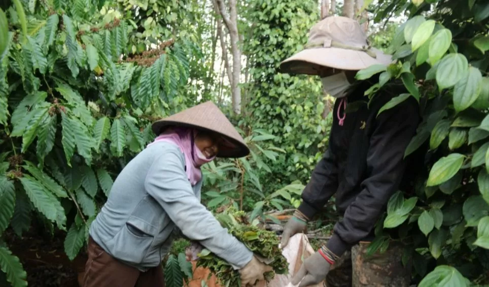 Giá tiêu hôm nay 25/8/2024: Giá hồ tiêu không chỉ lên mức 300.000 – 400.000 đồng/kg mà có khi còn lên nữa