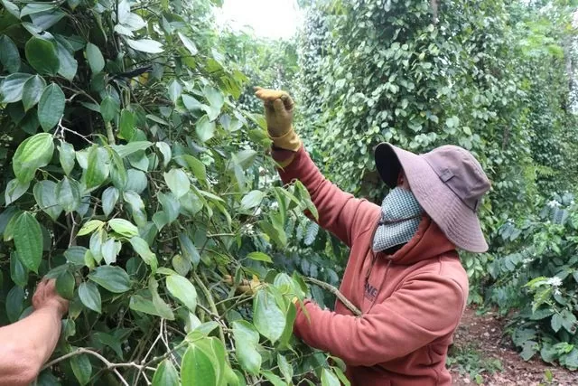 Giá tiêu hôm nay 26/8/2024: Thiếu hụt nguồn cung, chu kỳ tăng giá của hồ tiêu còn kéo dài