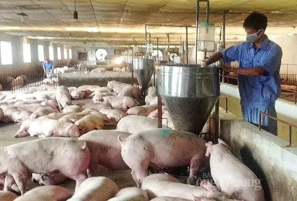 Giá heo hơi hôm nay 26/8/2024: Tiếp tục đi ngang, cao nhất 66.000 đồng/kg