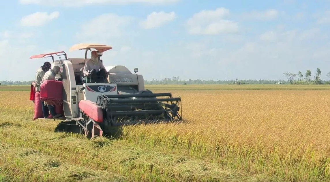 Bạc Liêu: Vụ lúa hè thu trúng mùa, được giá