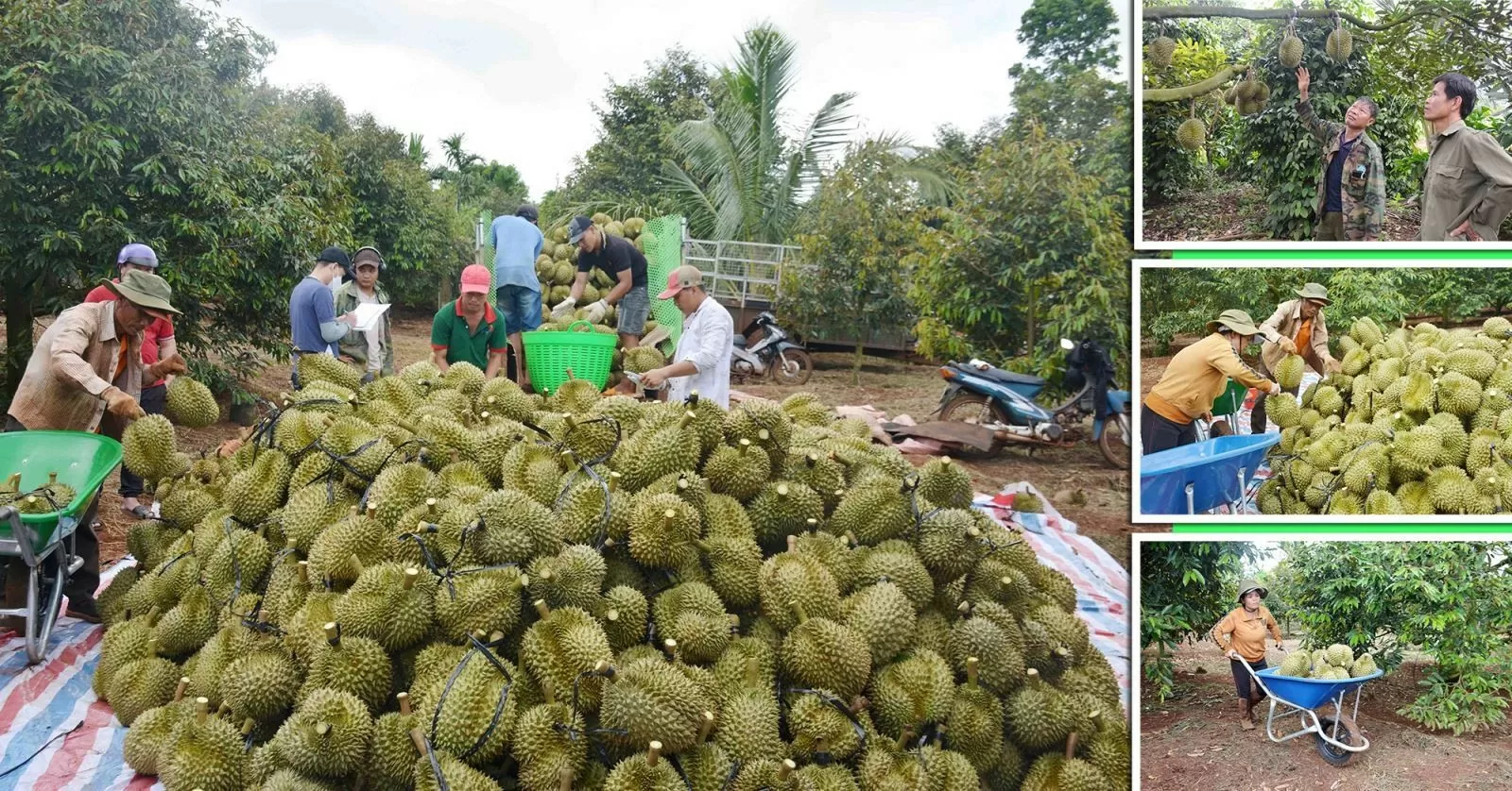 Bài 3: Kết nối chuỗi, tạo lập thị trường bền vững cho sầu riêng