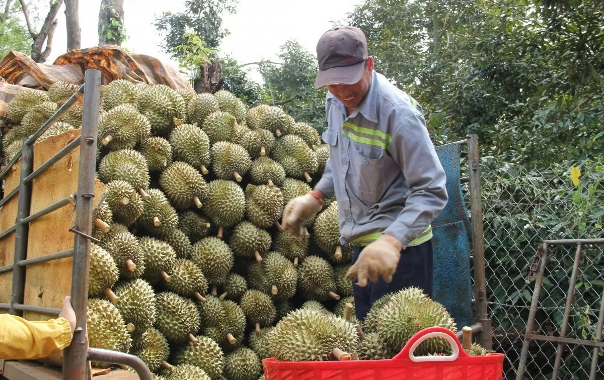 Bài 1: Sầu riêng - kỳ vọng mới cho kinh tế nông thôn