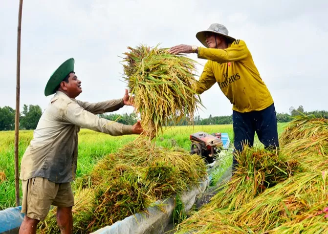 Giá lúa gạo hôm nay 29/8/2024: Giá gạo giảm 150 -300 đồng/kg; giá lúa giảm nhẹ