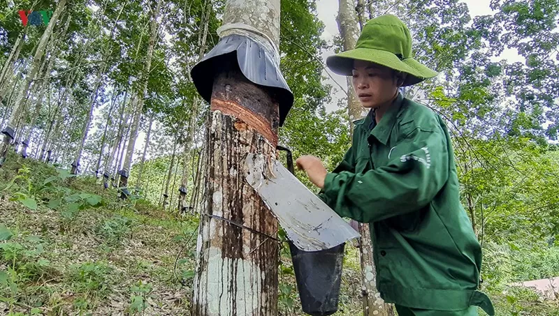 Giá cao su kỳ hạn tăng lên mức cao nhất trong vòng 13 năm