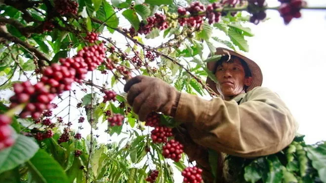 Giá cà phê hôm nay 3/9/2024: Những yếu tố nào tác động đến giá cà phê?