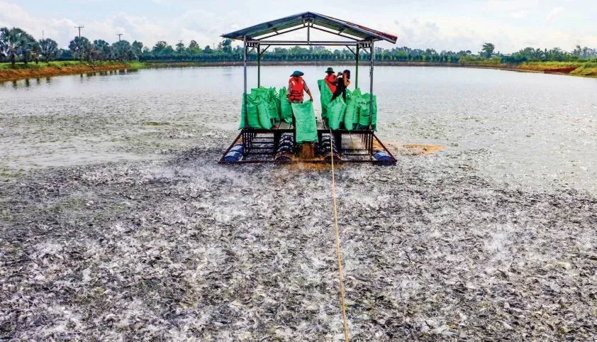 Cần Thơ: Sản lượng thủy sản tăng hơn 15% so với cùng kỳ