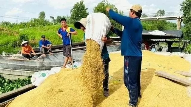 Giá lúa gạo hôm nay 6/9/2024: Giá gạo giảm từ 100 - 250 đồng/kg; giá lúa neo ở mức cao