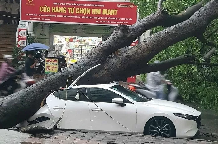 Siêu bão Yagi quật bung gốc cây đè chết người đi đường: Công an khuyến cáo gì?