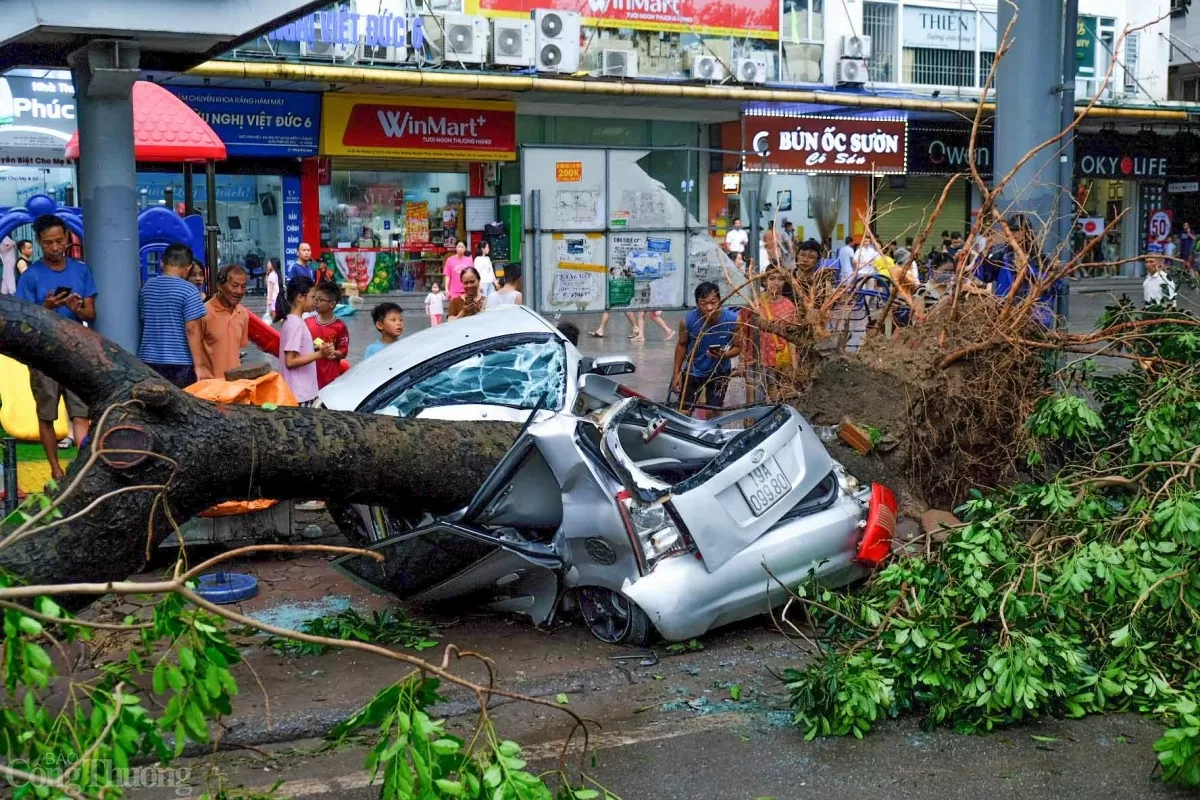 Bảo hiểm chi trả ra sao khi cây đè bẹp ô tô sau siêu bão?