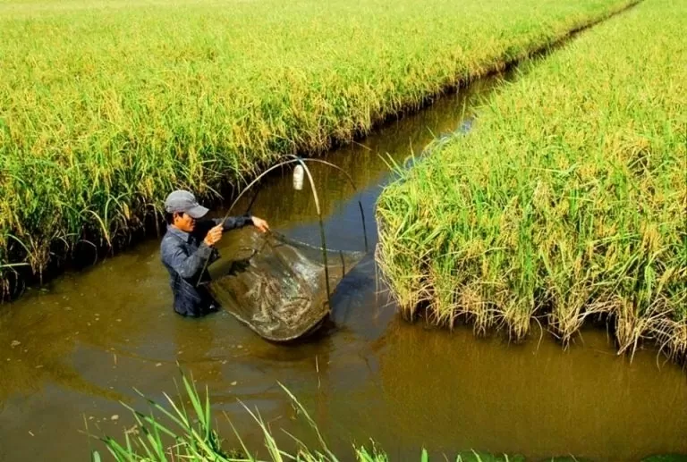 Bạc Liêu: Mô hình luân canh tôm- lúa giúp nông dân thích ứng với biến đổi khí hậu