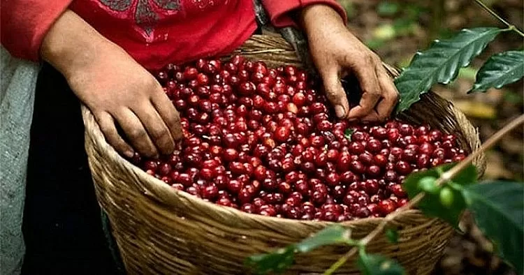 Giá cà phê hôm nay 13/9: Trong nước vượt mốc 121.000 đồng/kg, Robusta tăng ngày thứ tư liên tiếp