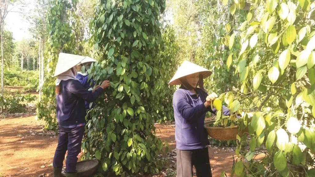 Giá tiêu hôm nay 14/9: Nguồn cung vụ mới chậm chễ gây mất cân đối cung cầu chuỗi cung ứng hồ tiêu