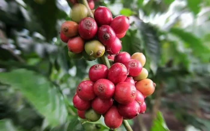 Thiếu hụt nguồn cung đẩy giá cà phê Arabica tăng lên mức cao nhất 13 năm