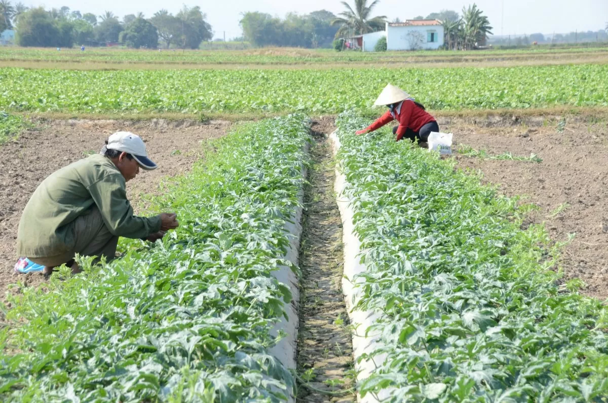 Ninh Thuận chú trọng phát triển nông nghiệp bền vững