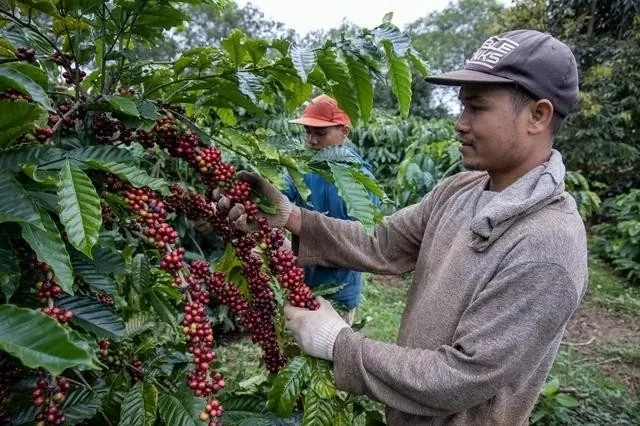 Dự báo giá cà phê 20/9: Thời tiết không lạc quan, dự kiến sẽ cản trở quá trình thu hoạch cà phê