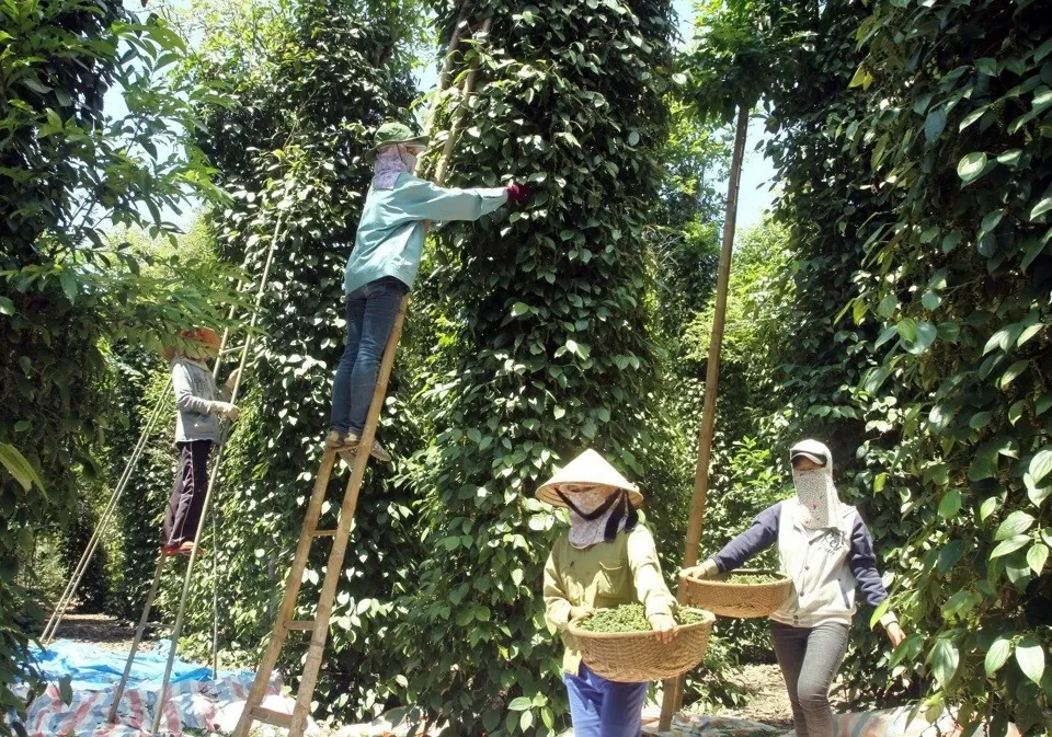 Giá tiêu hôm nay 25/9/2024: Trung Quốc tăng mua trở lại với các đơn đặt hàng tiêu trắng