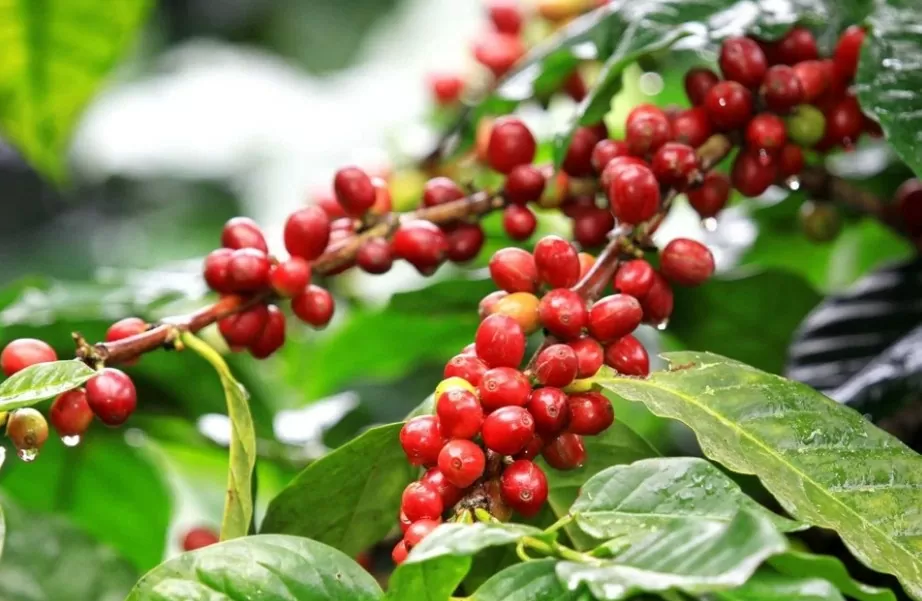 Giá cà phê hôm nay 25/9/2024: Robusta bật tăng mạnh ở mức cao kỷ lục, lợi thế cho cà phê Việt