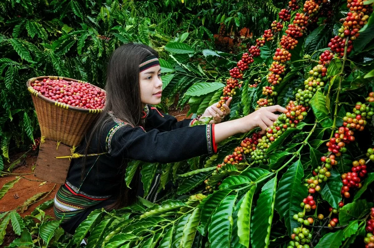 Giá cà phê hôm nay 27/9/2024: Trong nước tăng nhẹ, Robusta thế giới tăng như vũ bão lập kỷ lục mới