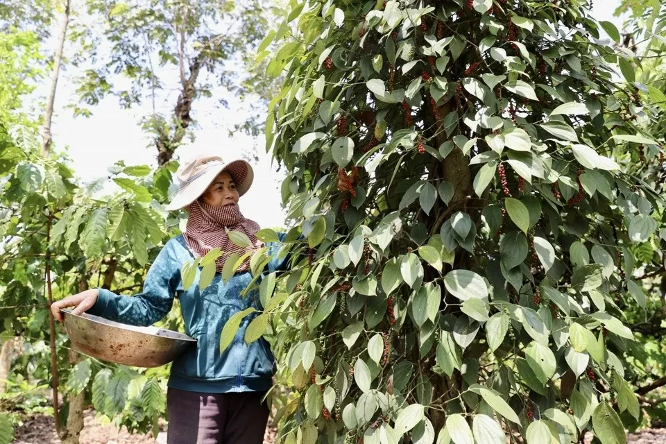 Dự báo giá tiêu 30/9/2024: Giá hồ tiêu thế giới sẽ duy trì ở mức cao trong ngắn hạn