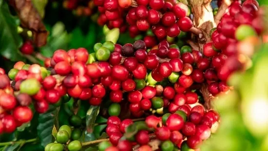 Giá cà phê Robusta xuất khẩu bất ngờ giảm mạnh