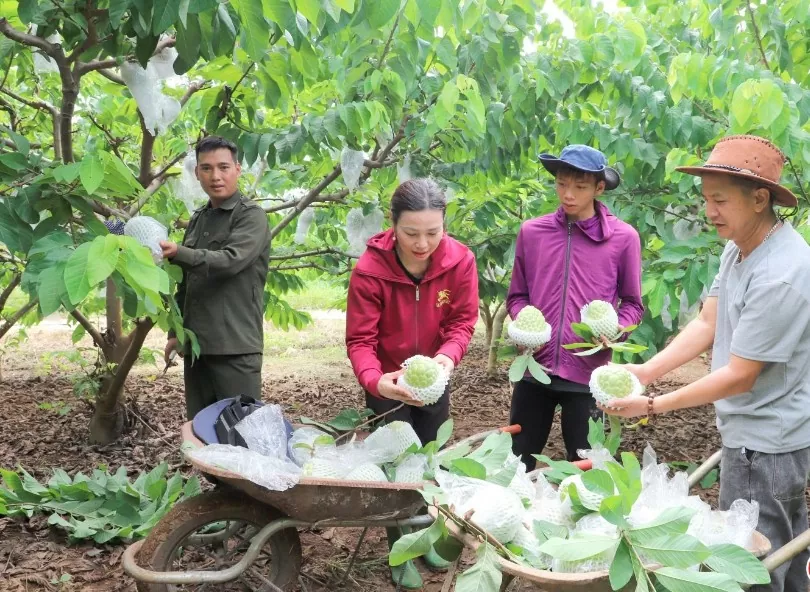 Đưa thương hiệu na Mai Sơn vươn xa trên thị trường trong nước và quốc tế