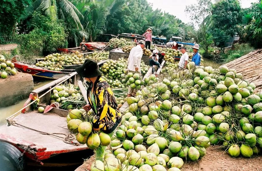 Nông dân phấn khởi nhờ xuất khẩu dừa tươi sang Trung Quốc tăng mạnh