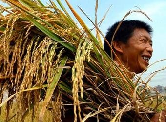 Vietcombank cam kết cho vay mua tạm trữ gạo với lãi suất 14%/năm