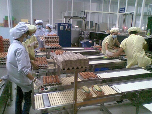 Sản phẩm trứng gia cầm có nguồn gốc, được kiểm dịch và xử lý tại các nhà máy được người tiêu dùng chọn mua