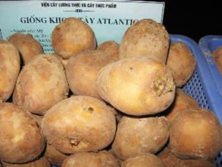 Lào Cai: Sản xuất khoai tây siêu nguyên chủng
