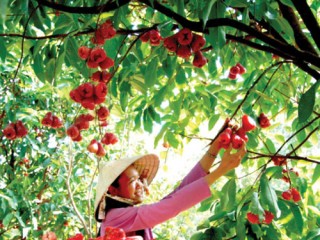 Cao Bằng phục tráng nhiều cây ăn quả đặc sản