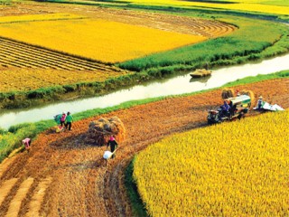 Công ty CP lương thực Hà Nam Ninh: Người bạn tin cậy của nhà nông