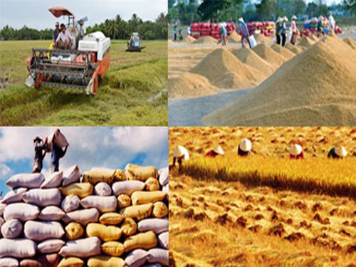 Sản xuất Gạo hữu cơ Sepon phục vụ xuất khẩu