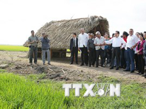 Nhân chuyến thăm chính thức Cộng hòa Cuba, ngày 27/3, Thủ tướng Nguyễn Tấn Dũng đến thăm Dự án trồng lúa nước Việt Nam-Cuba