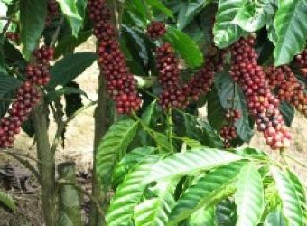Nguồn cà phê nguyên liệu còn chưa tới 10% sản lượng thu hoạch.