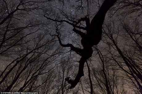 Những cây sồi dưới bầu trời đêm đầy sao ở bang North Carolina, Mỹ.