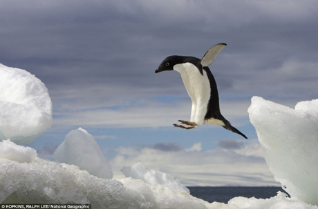 Một chú chim cánh cụt “bay” từ trên một tảng băng trôi xuống mặt nước.