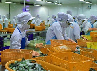 Xuất khẩu tôm Việt Nam sang thị trường Nhật Bản phải cạnh tranh gay gắt với Ấn Độ.