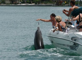 Du khách cho cá heo Beggar ăn trên vùng biển gần thành phố Sarasota.