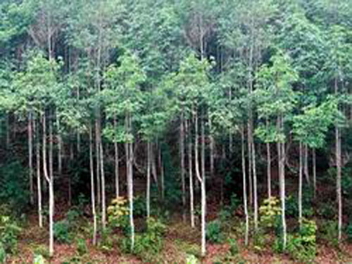 Đến 2020, tỉnh Lâm Đồng có 334.523 đất rừng sản xuất 