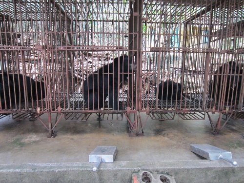 Gấu bị nuôi nhốt trong những chiếc lồng chật hẹp để khai thác mật bán cho khách du lịch Hạ Long 